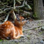 Welkom op Champion Show: een blog voor dierenliefhebbers en iedereen die meer wil weten